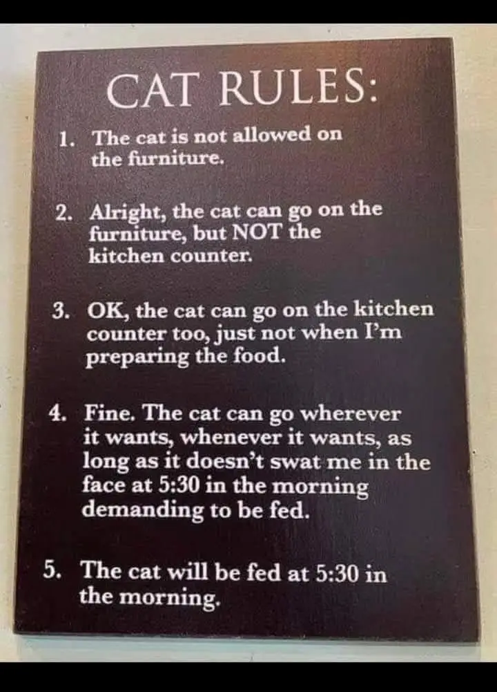 A dark brown sign with white text humorously lists 'CAT RULES' that progressively give cats more freedom until rule 4, which…