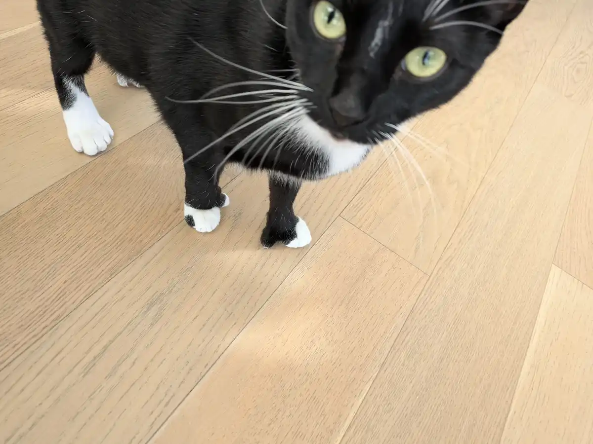 A black-and-white cat with green eyes and white paws stands on a light wood floor, looking up at the camera with a serious…
