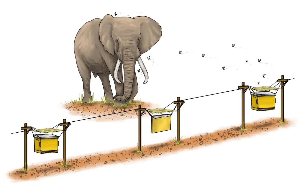 An illustration shows a large grey elephant standing on dirt ground, facing a line of three yellow beehives suspended…