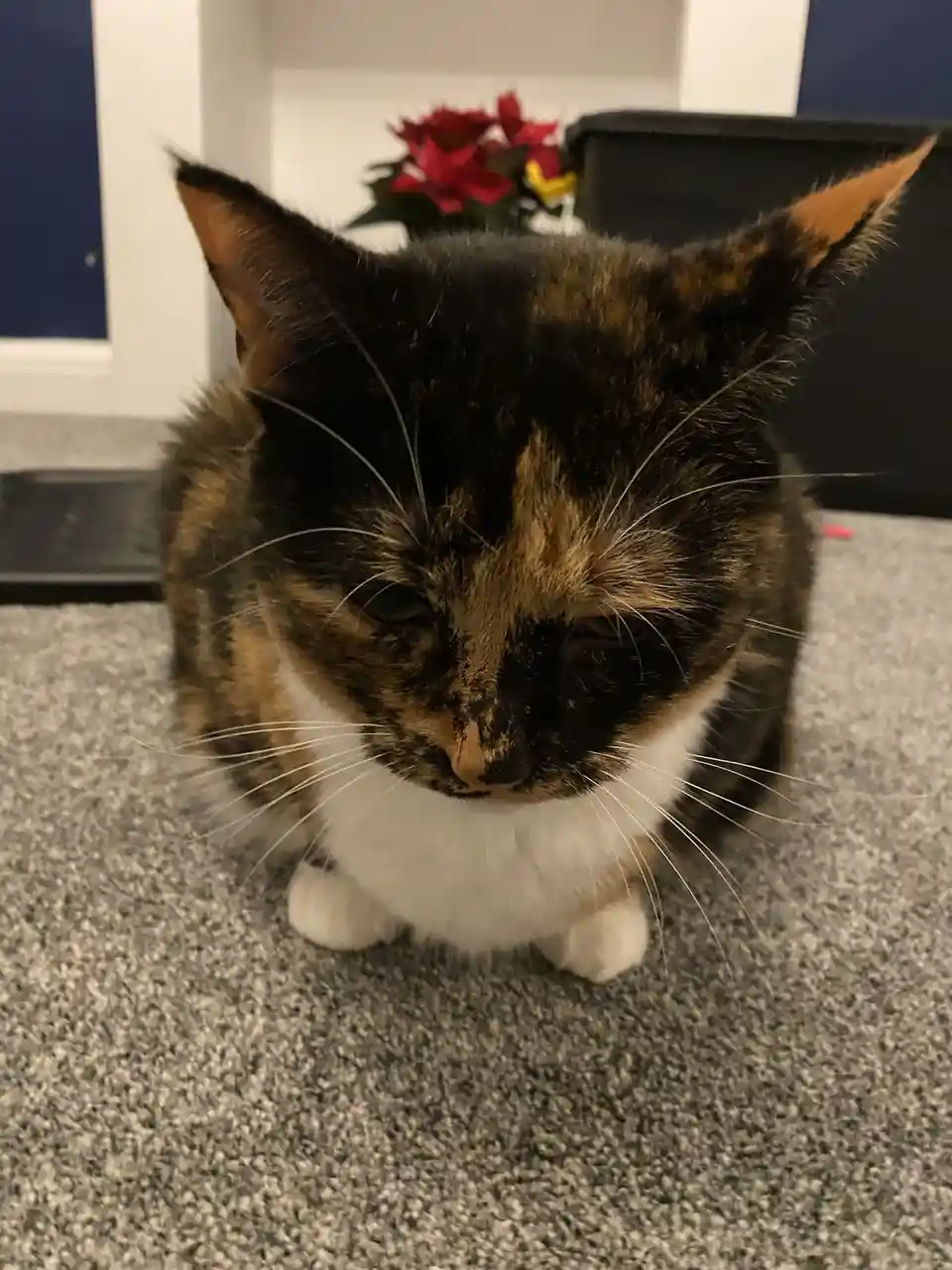 A close-up photo of a calico cat with black, orange, and white fur sitting on a gray carpet, looking down with half-closed…
