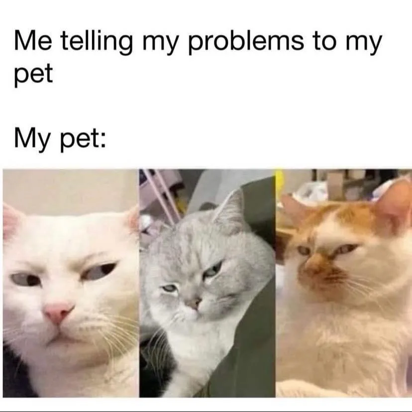 Three cats are shown side-by-side, each with a distinct unimpressed or bored facial expression. The top text reads 'Me…