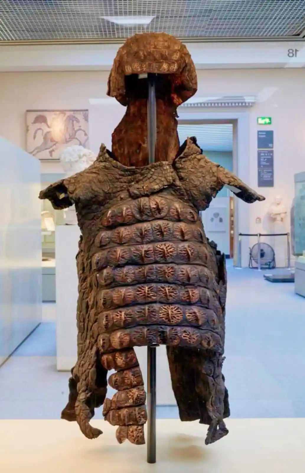 A museum exhibit displays a preserved, textured, brownish crocodile-like artifact mounted on a stand, with overlaid text…