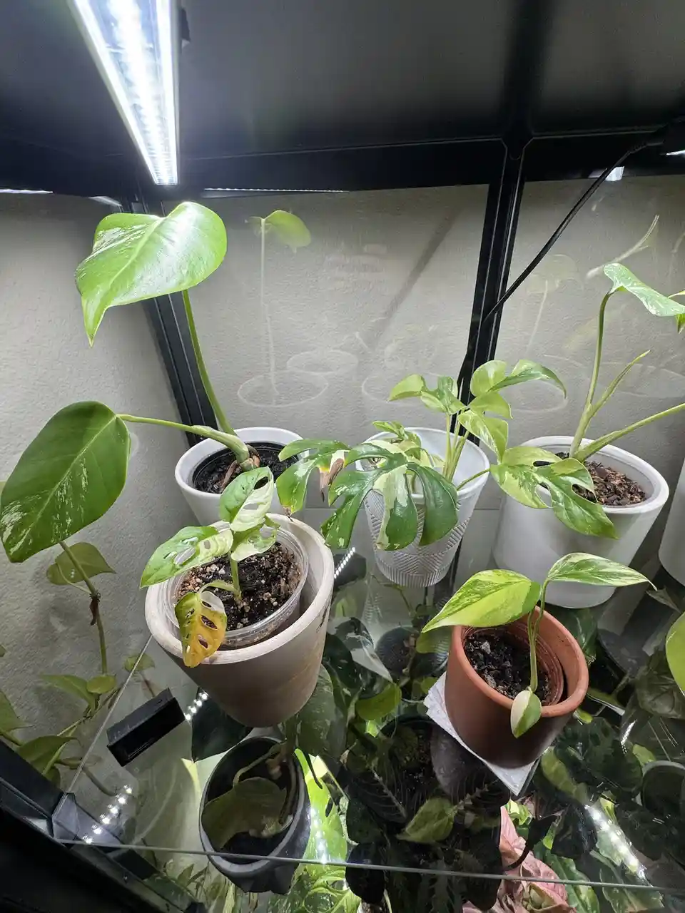 A collection of houseplants in various pots, including monstera and pothos, are arranged on a glass shelf under a bright LED…