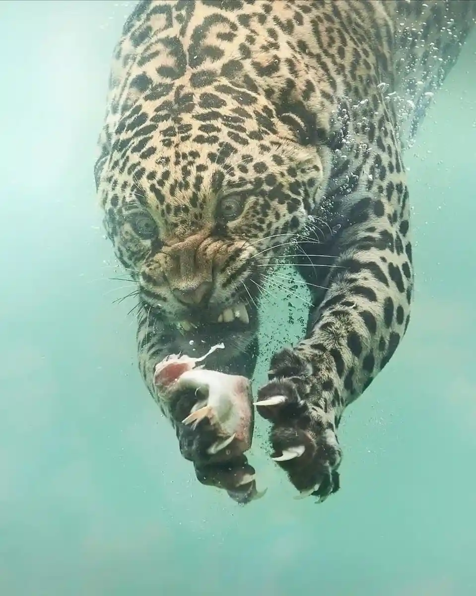 An underwater photograph shows a jaguar swimming toward the camera with a fish in its mouth, its spotted coat and sharp…