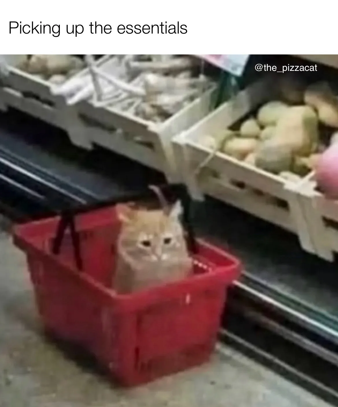 A ginger cat sits calmly inside a red shopping basket in a grocery store aisle, with produce crates visible in the…