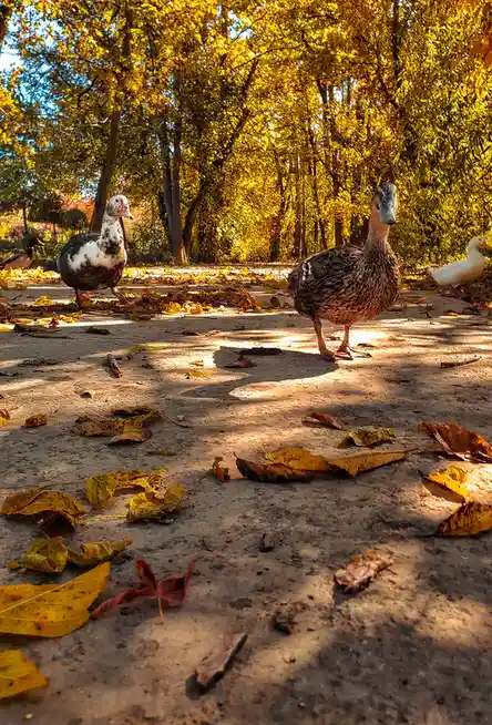 A Day Out with My Adorable Duck Friends