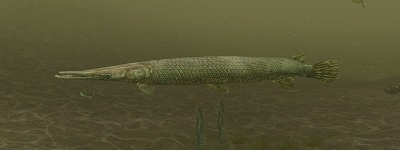 A murky underwater image shows a long, slender fish with a pointed snout and sharp teeth, resembling a gharial or alligator…