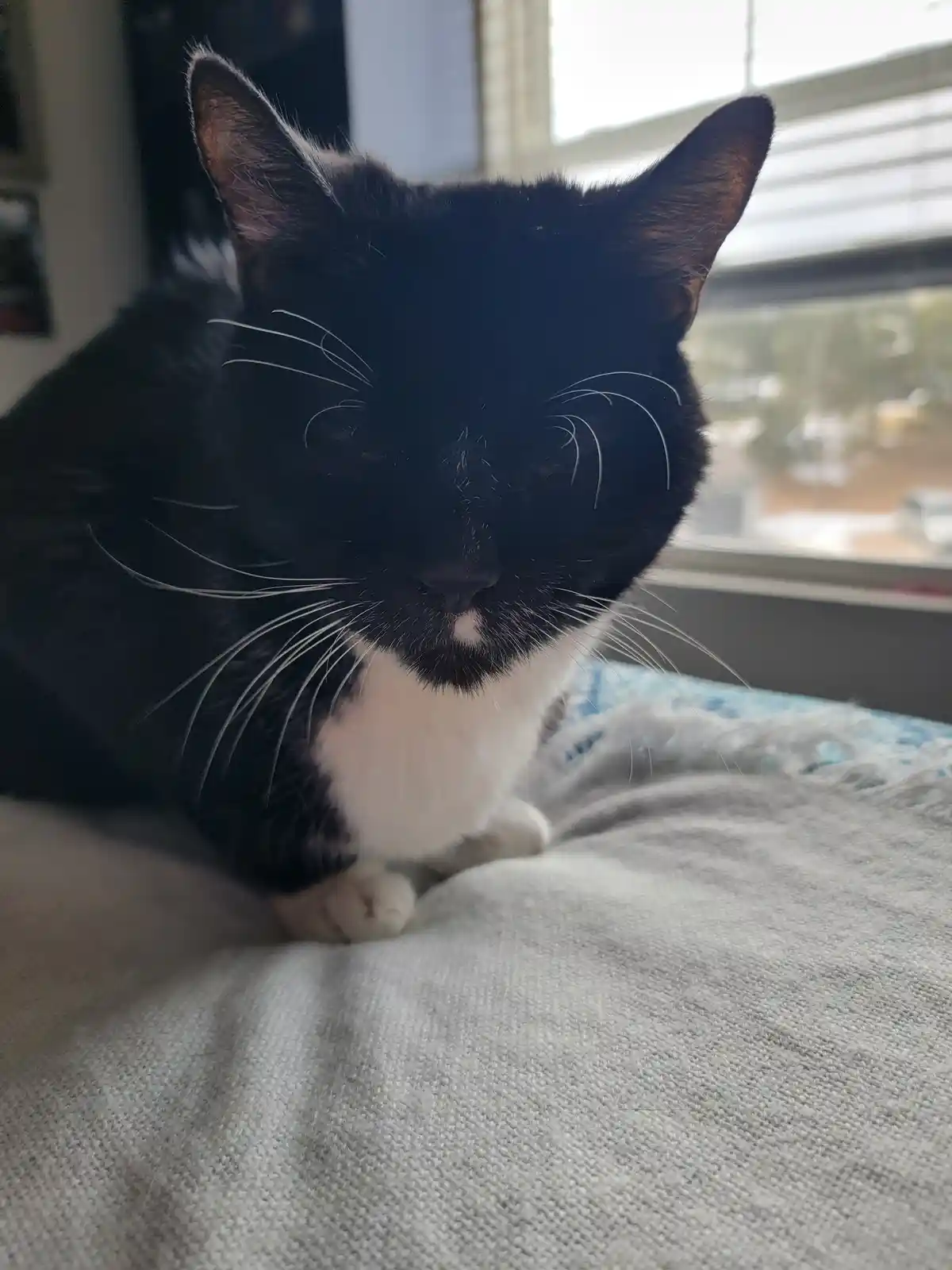 A black-and-white cat with a white chest and paws sits on a gray blanket near a window, looking directly at the camera with…