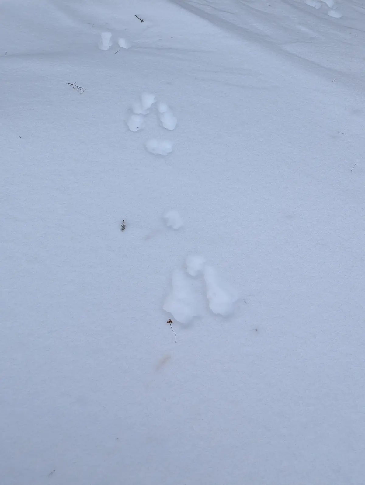 A snowy ground with animal tracks, including a distinct paw print and smaller, more scattered prints, with a small plant…