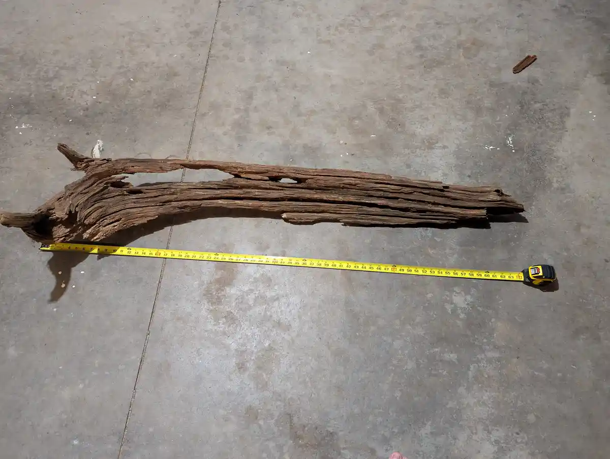 The Beauty of Driftwood: Nature's Art