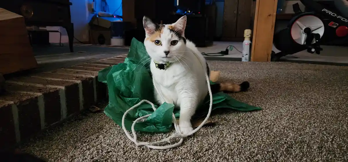 A calico cat sits on a carpet next to a green bag, with a white rope wrapped around its body. The cat stares directly at the…