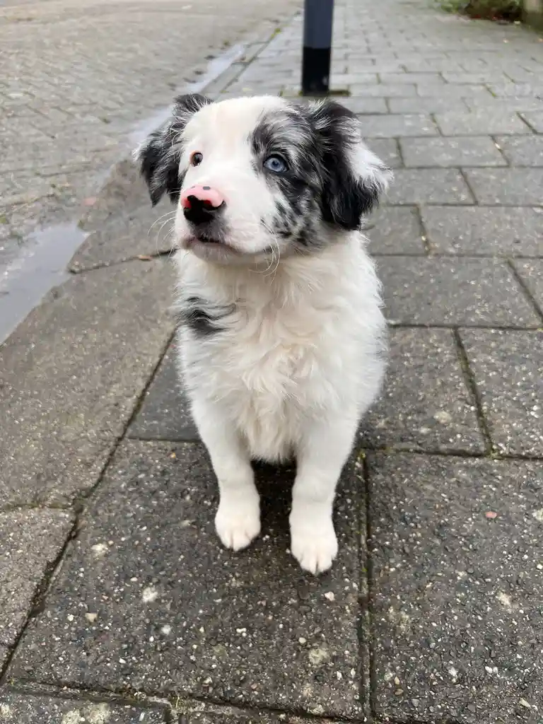 A young, fluffy blue merle puppy with one blue eye and one brown eye sits on a wet paved sidewalk, looking up with an…