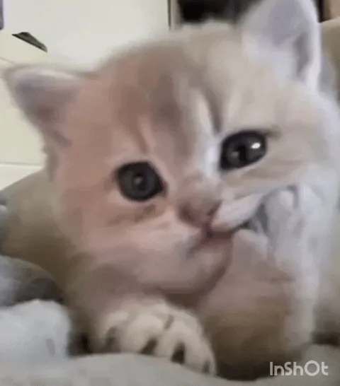 A compilation of six frames shows a fluffy, light-colored kitten with large dark eyes sitting on a couch, progressively…