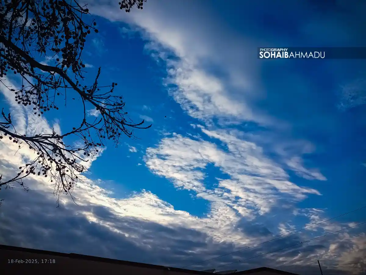 A photograph of a vibrant blue sky with wispy white clouds, framed by the dark silhouette of tree branches with small round…