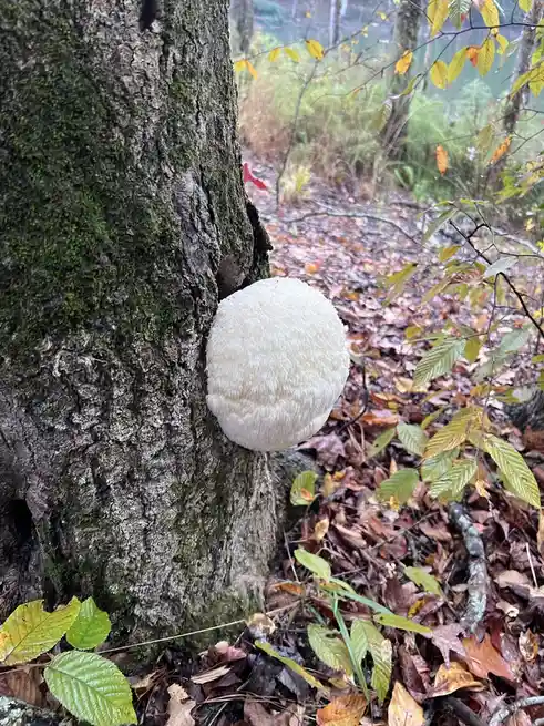 A large, white, fluffy mushroom grows on the side of a mossy tree trunk in a forest with fallen leaves and green foliage…