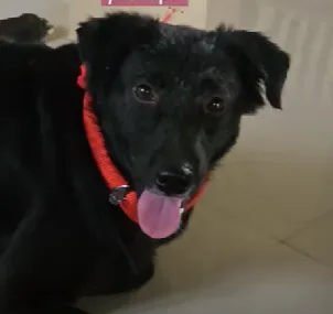 A black dog with floppy ears and a red collar is lying down, looking directly at the camera with its tongue out. The…