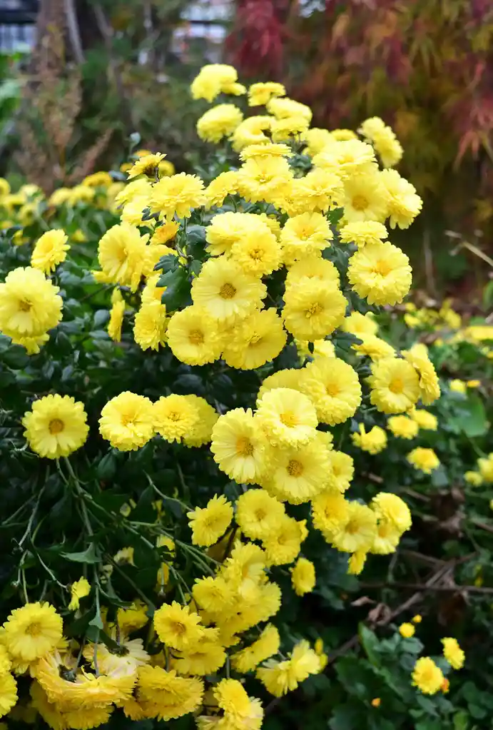 The Delicate Beauty of a Small Chrysanthemum