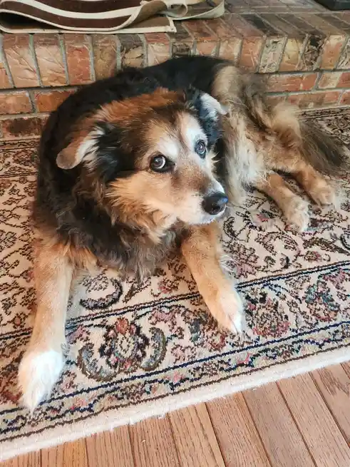 A fluffy, tri-color dog with one blue eye and one brown eye lies relaxed on a patterned rug in front of a brick fireplace…