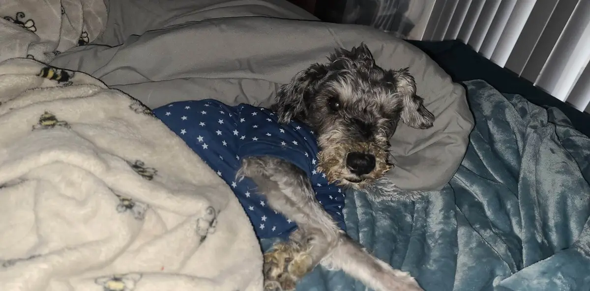 A gray and white dog wearing a blue shirt with white stars lies on a bed covered with blankets, looking directly at the…