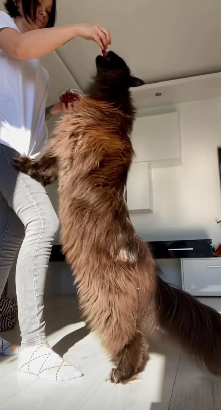 A person in a white t-shirt and light jeans is feeding a very large, fluffy brown dog that is standing upright on its hind…