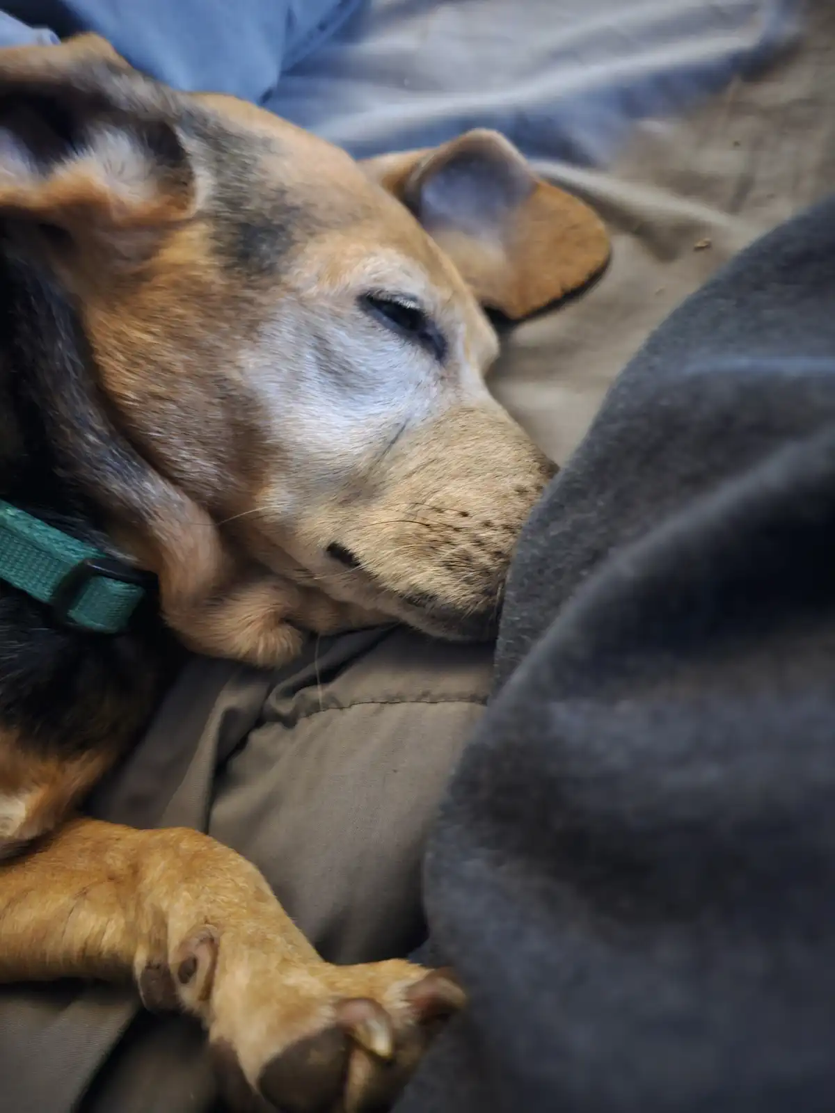 A close-up photo shows a tan and black dog with a green collar sleeping peacefully on a person's lap, partially covered by a…