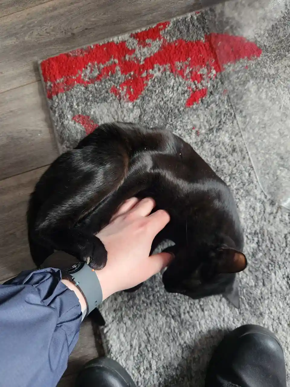 A person's hand is gently petting a black cat that is curled up on a gray and red patterned rug. The person is wearing a…