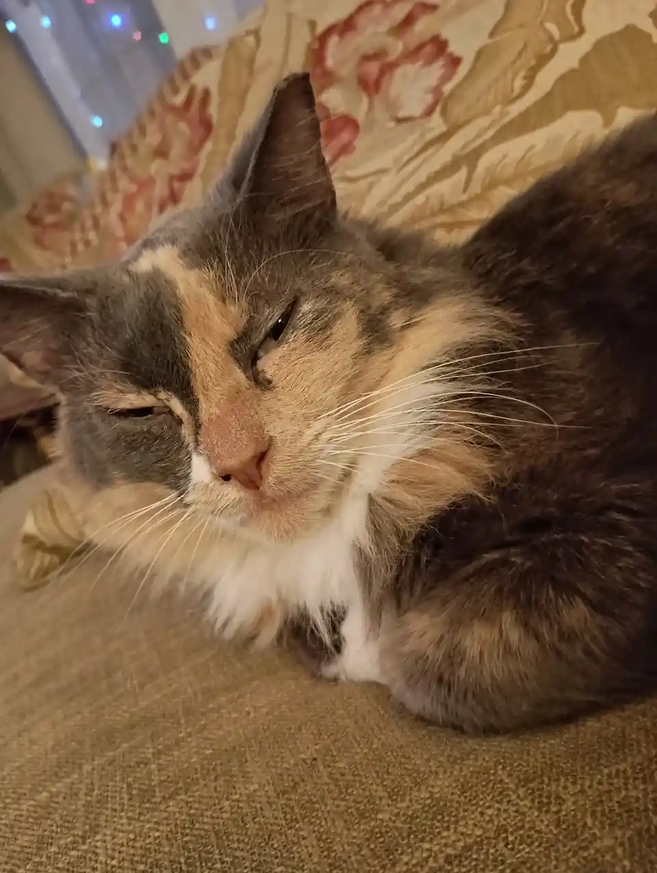 Celebrating Cake Day with My Cat Cookie Dough!