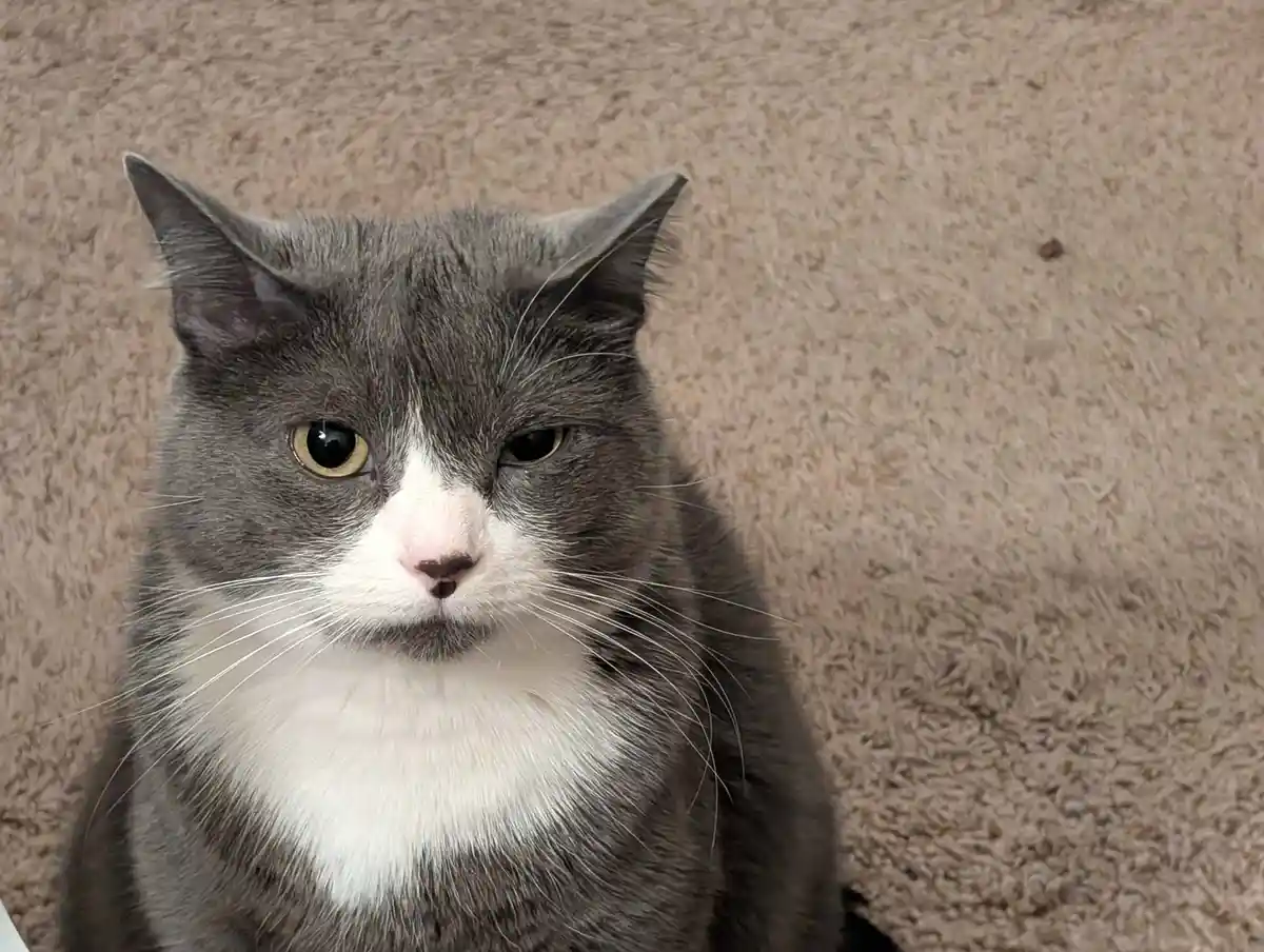 A close-up photo of a gray and white cat with a stern, unimpressed expression, sitting on a beige carpet. The cat has one…