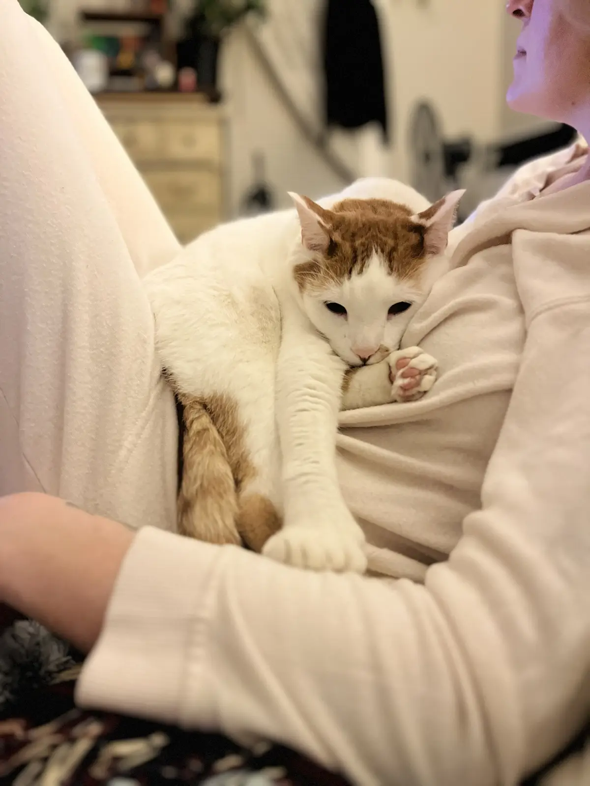 A white and ginger cat is curled up and sleeping soundly on a person's lap, its paw tucked under its chin. The person…