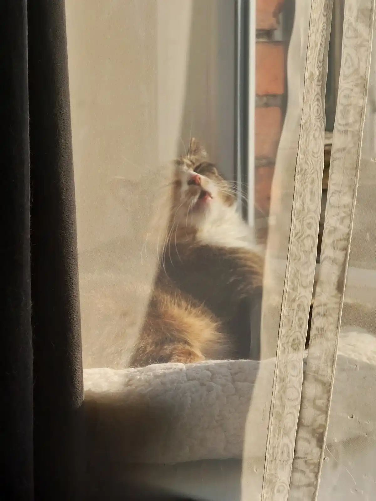 A fluffy brown and white cat is seen through sheer curtains, sitting on a windowsill and stretching with its mouth open…