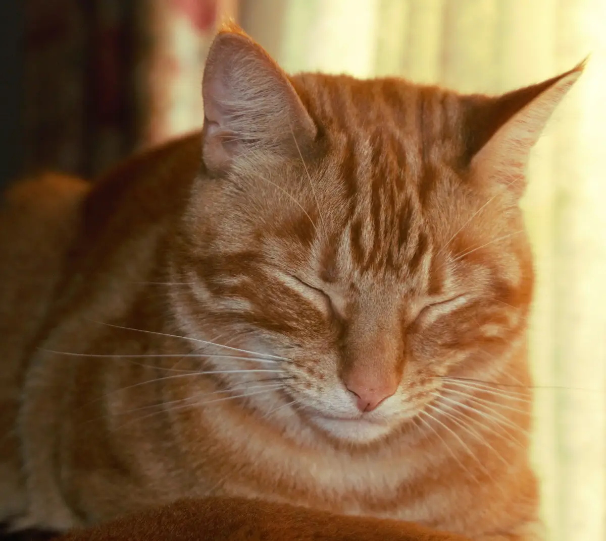 A close-up photo of a ginger tabby cat with its eyes closed, appearing deeply relaxed and content, bathed in warm sunlight…