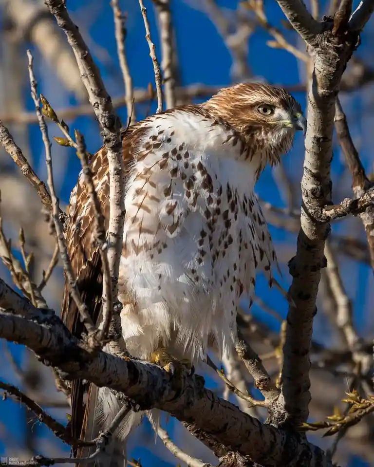 The majestic Red-tailed Hawk in all its glory