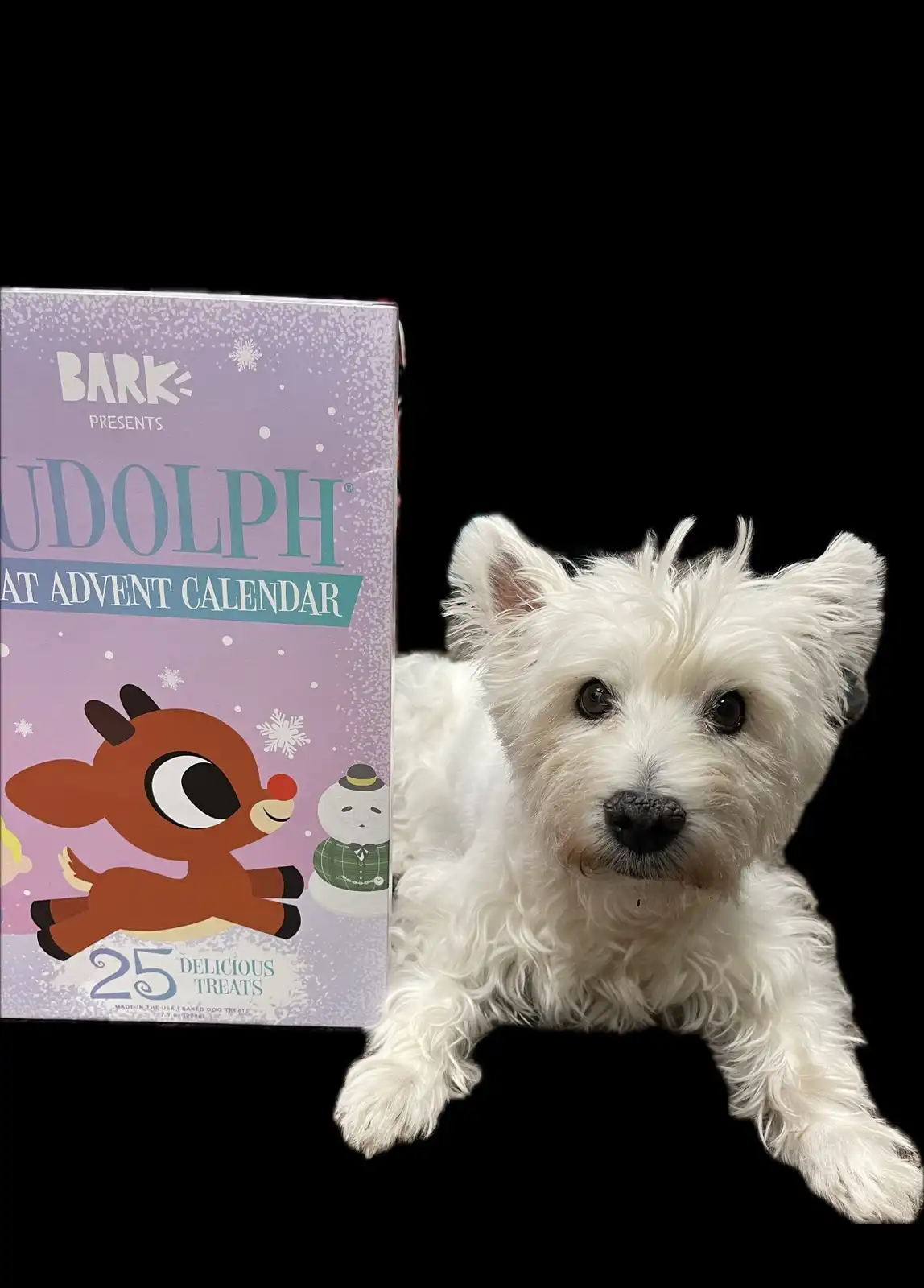 A small white fluffy dog lies beside a purple 'Bark Presents Rudolph the Red-Nosed Reindeer Advent Calendar' box featuring…