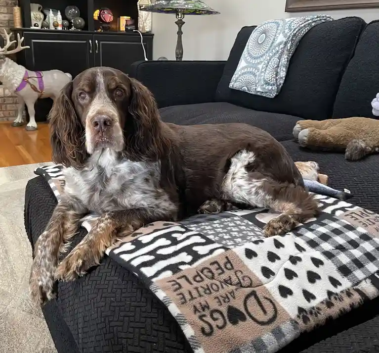 A brown and white dog with long floppy ears lies on a black couch, resting on a blanket that reads 'dogs are my favorite…