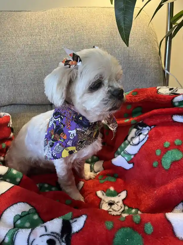 A small white fluffy dog sits on a red blanket with cartoon dog faces, wearing a purple Halloween-themed bandana and a…