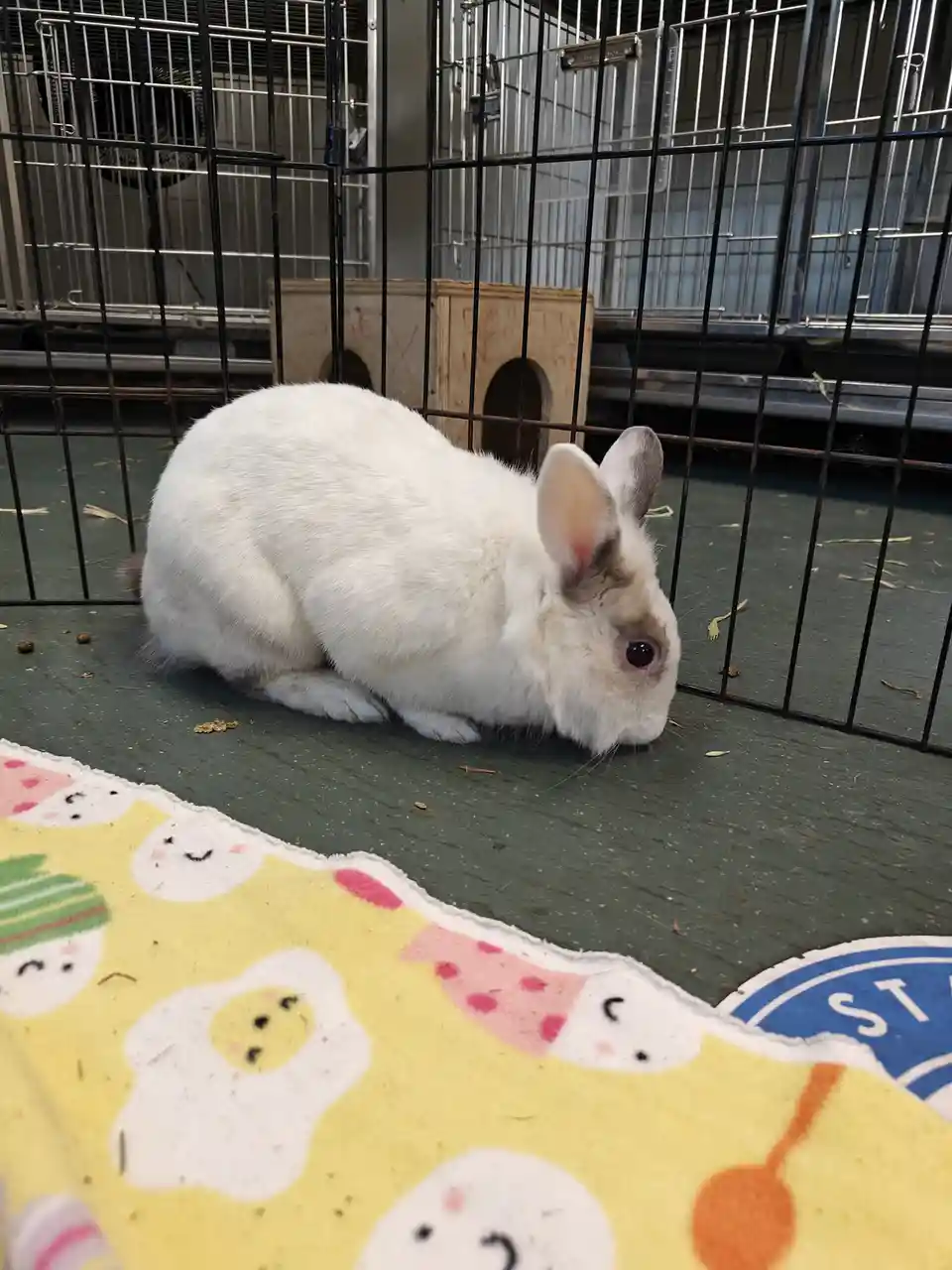 A white rabbit with dark markings around its eyes and ears is sitting inside a black metal cage on a green floor, looking…