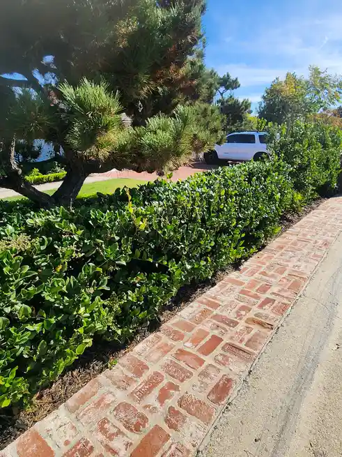 A photo of a neatly trimmed hedge next to a brick sidewalk with a white SUV parked in the background under a blue sky. The…