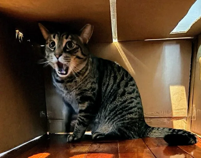 A tabby cat sits inside a cardboard box with its mouth wide open in a startled expression, eyes wide and ears perked…