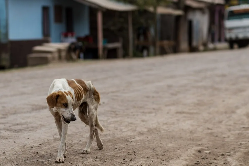 A severely underweight, brown-and-white dog with visible ribs and spine walks slowly on a dirt road in front of blurry…