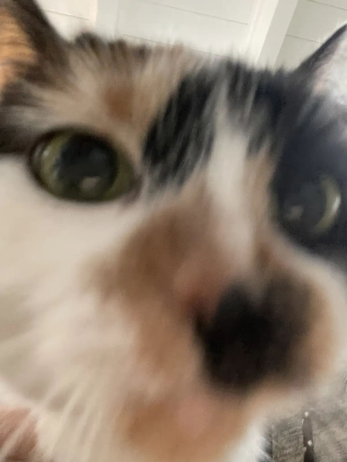 A blurry, close-up photo of a calico cat's face, with its eyes and nose out of focus due to motion, overlaid with the text…