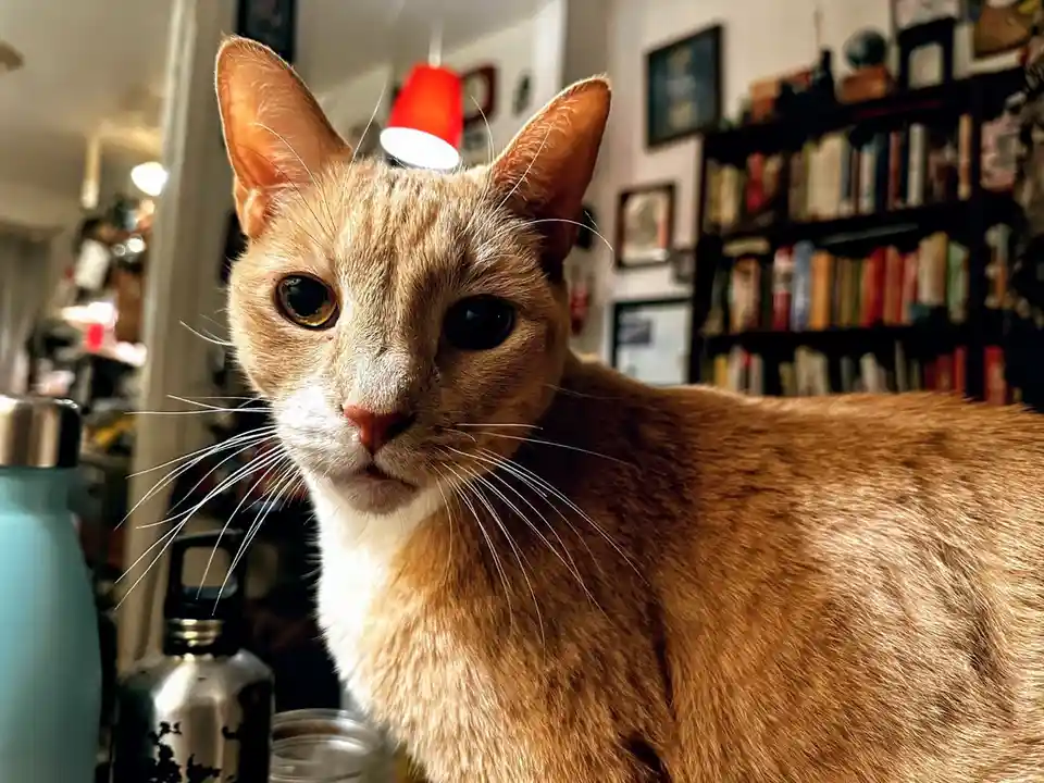 A close-up photo of a ginger cat with a white chest staring intently at the camera, its expression appearing stern and…