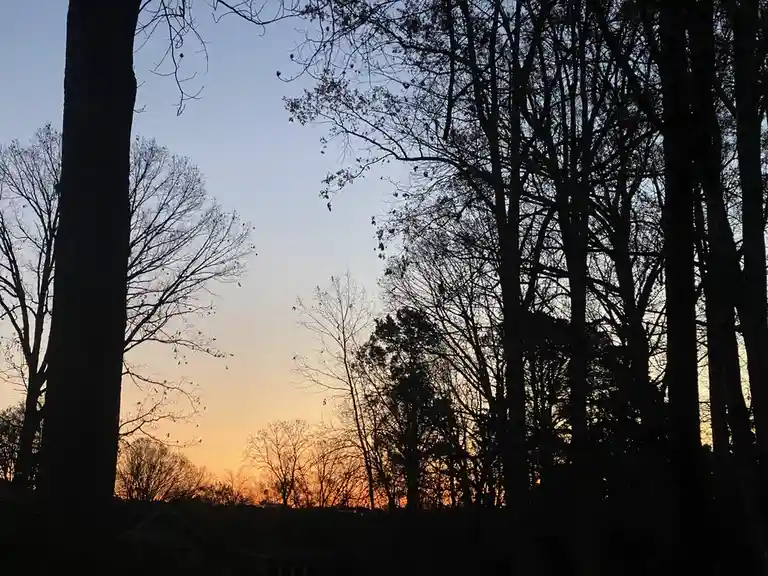A photograph of a sunset viewed through the bare branches of trees, with the sky transitioning from orange near the horizon…