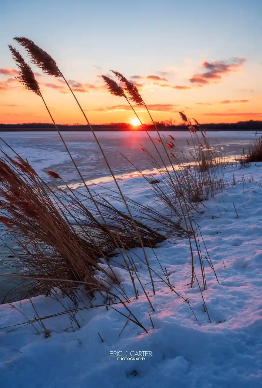 A serene winter sunset photograph shows tall, dry reeds emerging from snow-covered ground in the foreground, with a frozen…