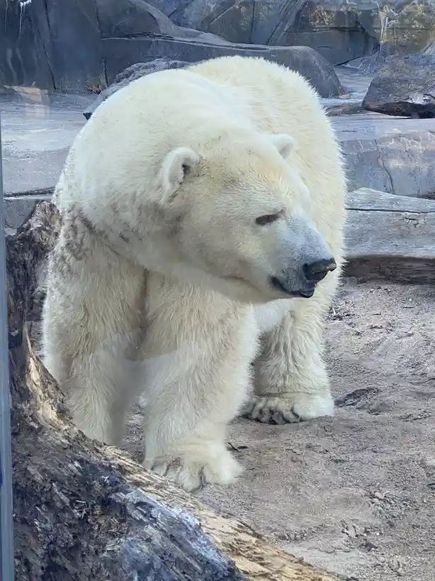 A large polar bear stands in an enclosure with rocks and logs, looking down with a weary expression. The overlaid text reads…
