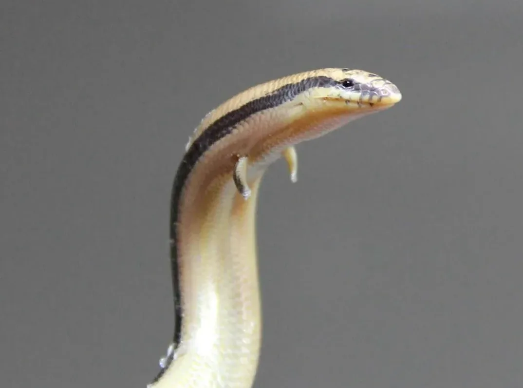 A close-up photo of a legless lizard with a long, slender body and a distinct black stripe running down its back, standing…