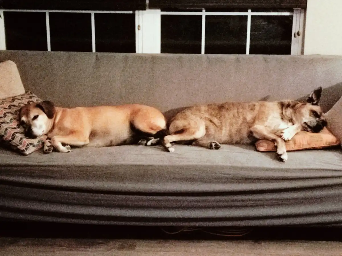 Two dogs are lying side-by-side on a gray couch, appearing to be asleep or resting. The dog on the left is curled up near a…