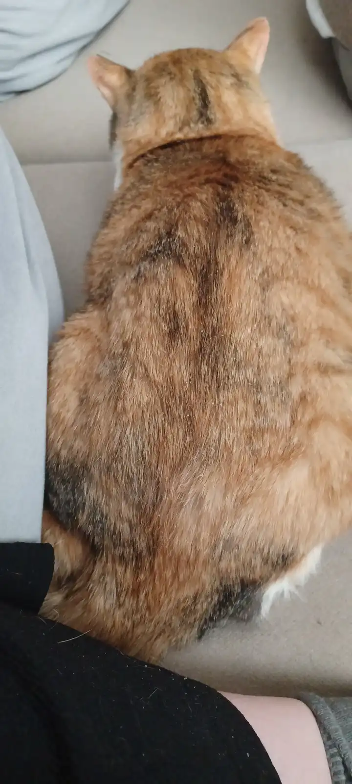 A close-up photo shows the back of a fluffy, orange-brown tabby cat sitting on a person's lap, viewed from behind. The cat's…