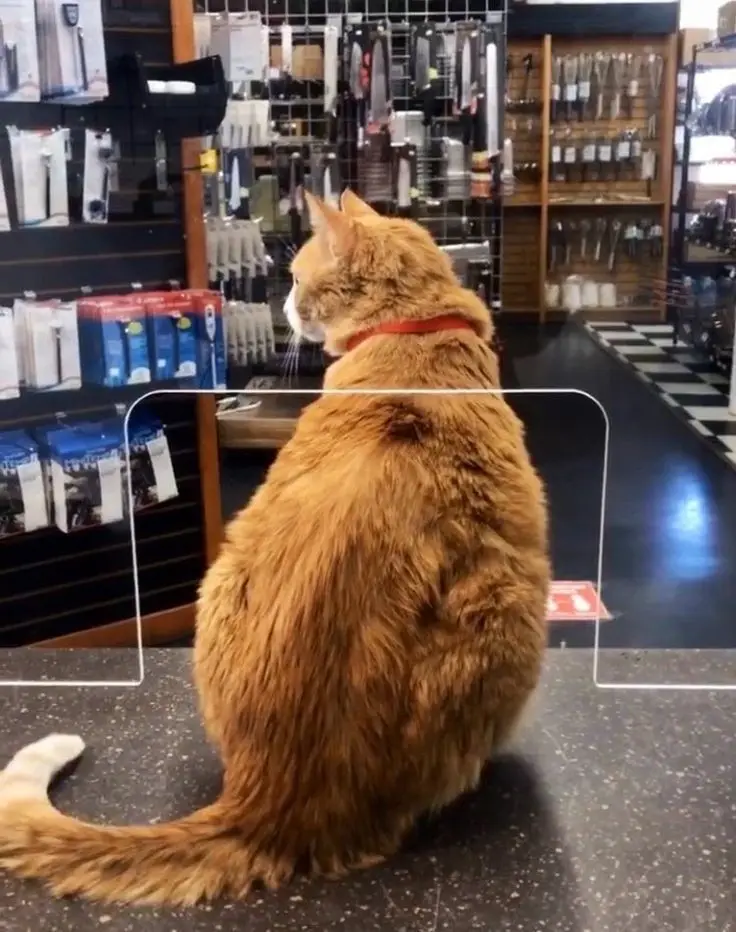 A fluffy orange tabby cat wearing a red collar sits upright on a dark countertop in a store, facing away from the camera…