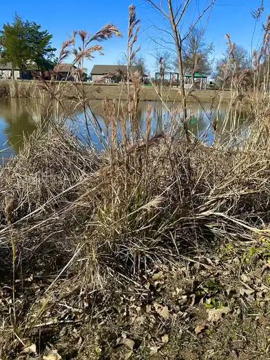 A photo of tall, dry reeds in front of a calm pond with houses and a gazebo in the background under a clear blue sky…