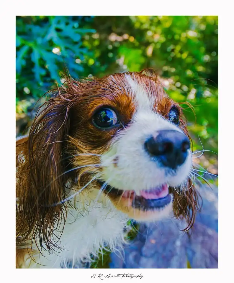A close-up photo of a wet brown and white dog with large, expressive eyes looking upward, mouth slightly open, against a…